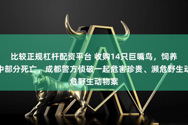 比较正规杠杆配资平台 收购14只巨嘴鸟，饲养过程中部分死亡，成都警方侦破一起危害珍贵、濒危野生动物案